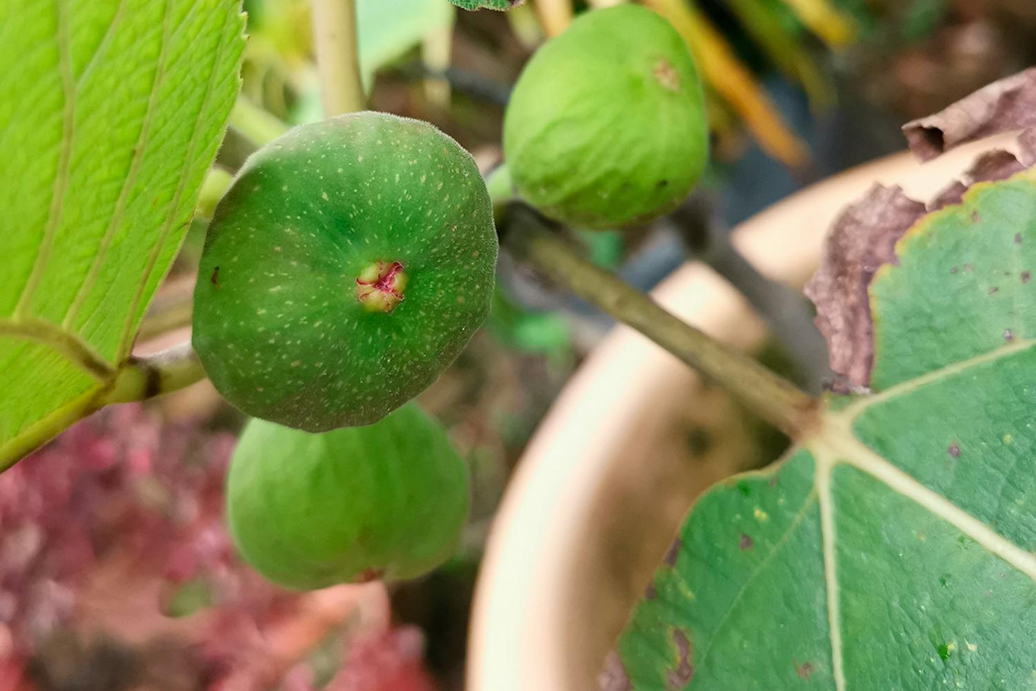 Træer i krukker Træ i potte
